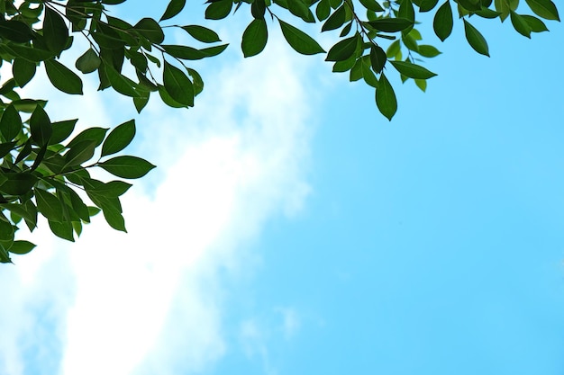 Photo beautiful fresh leaves on blue sky background