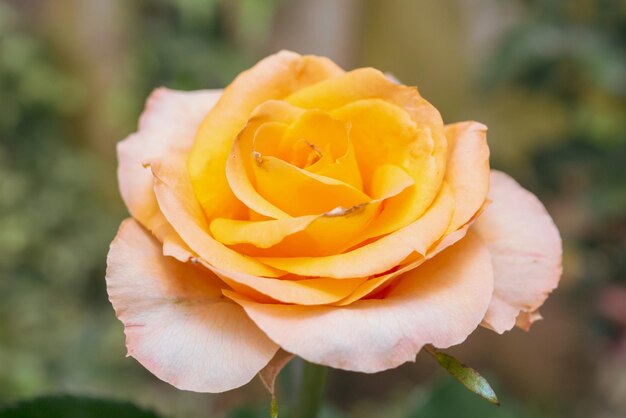 Beautiful fresh natural roses in flower garden