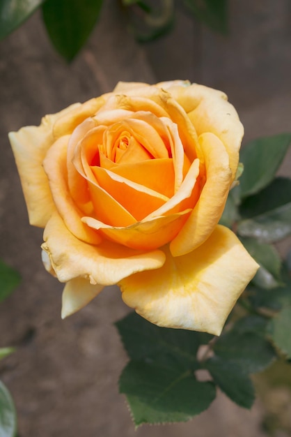 Beautiful fresh natural roses in flower garden