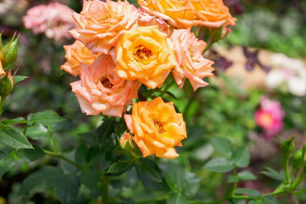 Beautiful fresh natural roses in flower garden