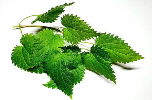 Photo beautiful fresh nettle isolated green leaves of nettle closeup green leaves background