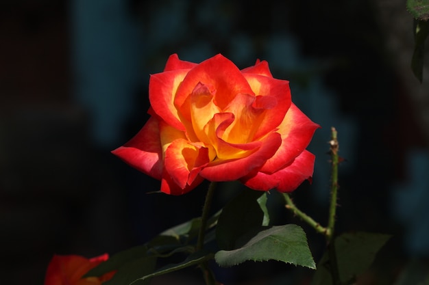 Beautiful fresh orange and yellow rose