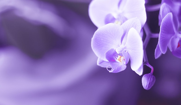 Beautiful fresh orchid flower close up copy space floral background