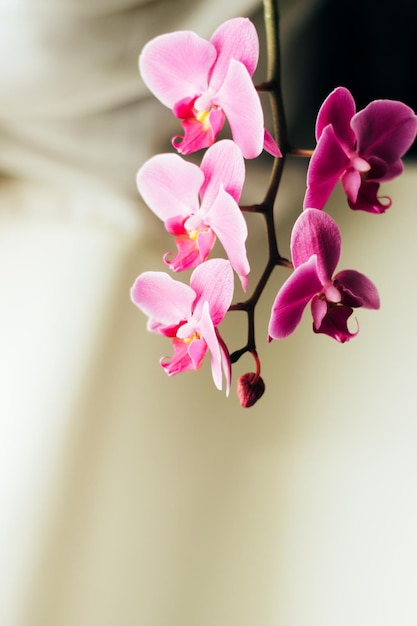 Beautiful fresh orchid flower close up copy space Floral background