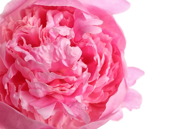 Beautiful fresh peony flower on white background top view