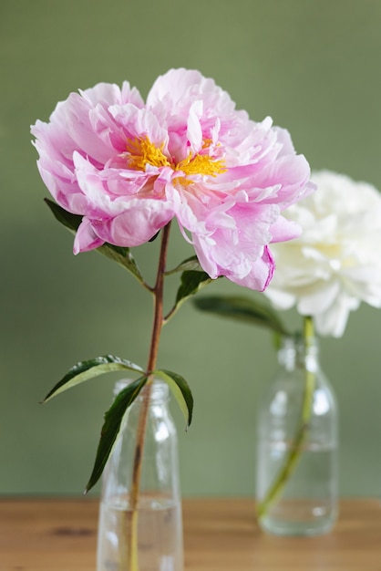 緑の背景の側面図にガラスの花瓶の美しい新鮮なピンクの牡丹。現代の静物。自然の花の背景の垂直ショット