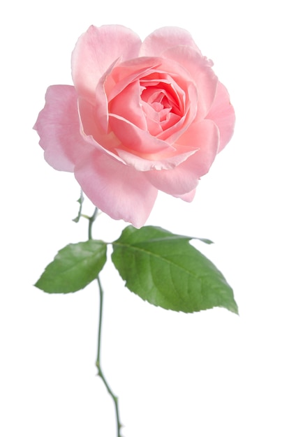 아름 다운 신선한 핑크 로즈 흰색 절연