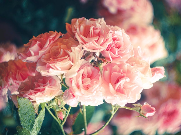 Beautiful fresh pink roses in blossom, romantic background