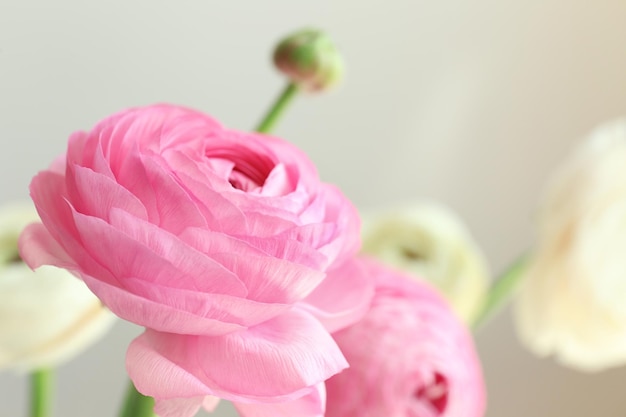 Beautiful fresh ranunculus flowers on light background