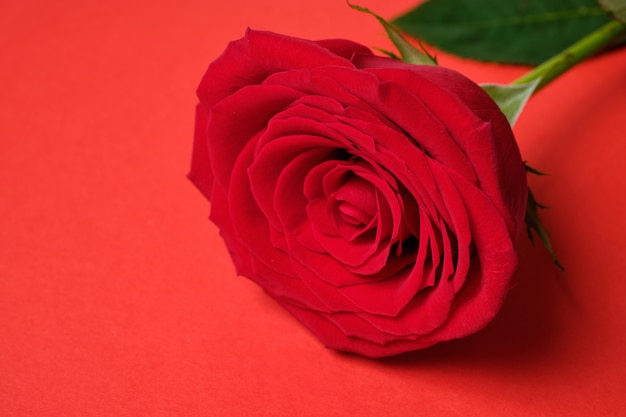 Beautiful fresh red rose but a background of red wood. Valentine's Day.