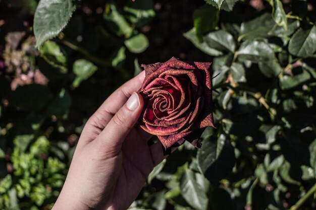 Beautiful fresh rose in hand