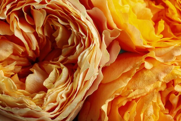 Foto belle rose fresche come sfondo closeup vista decorazioni floreali