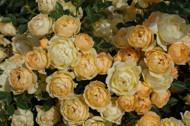 Beautiful fresh roses as a spring backgroundxAxA