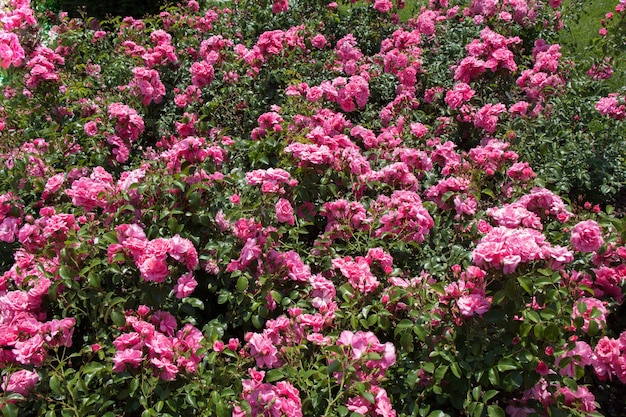 Beautiful fresh roses as a spring backgroundxAxA