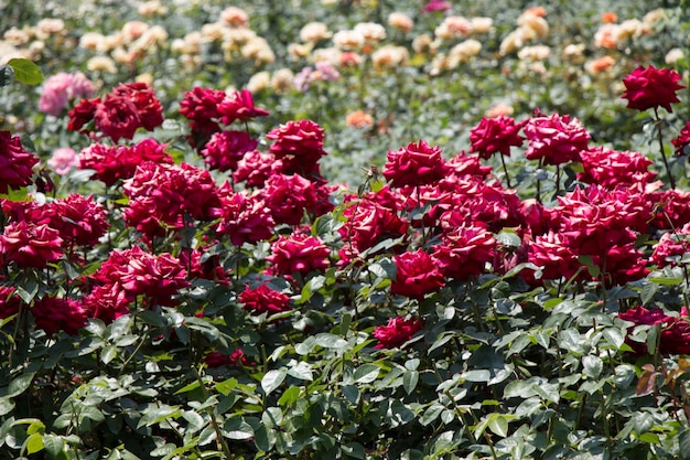 Красивые свежие розы в качестве весеннего фонаxAxA