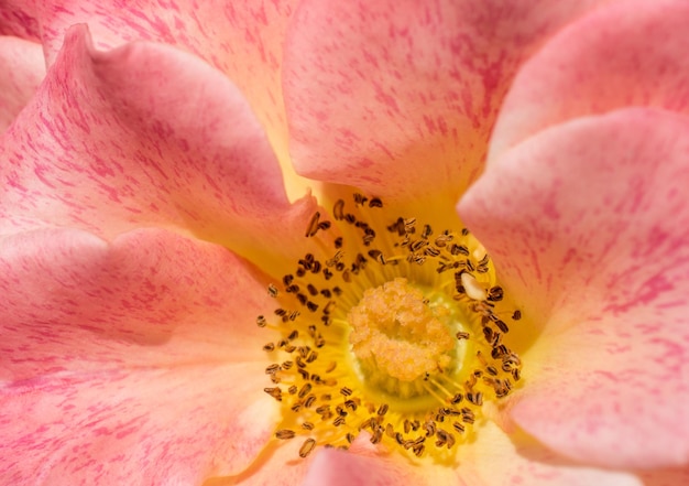 Beautiful fresh roses in close up view