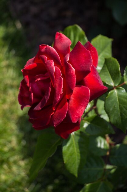 Beautiful fresh roses in close up view