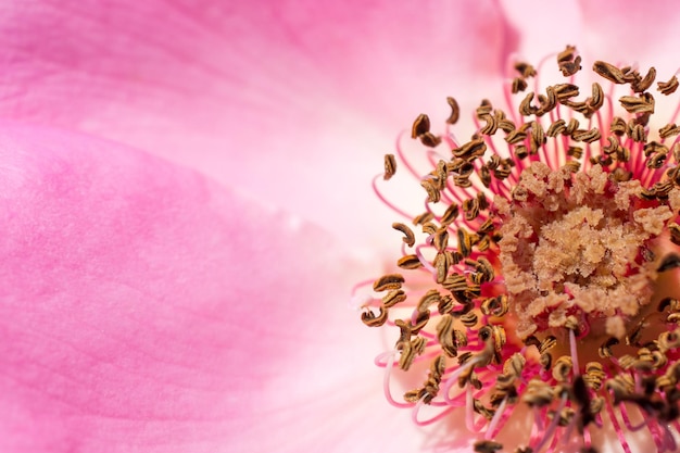 Beautiful fresh roses in close up view