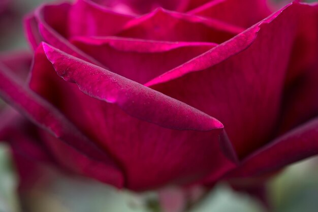 Photo beautiful fresh roses in close up view