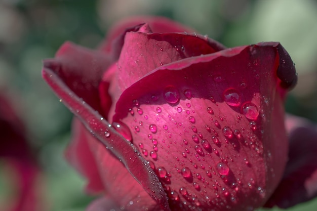 Beautiful fresh roses in close up view