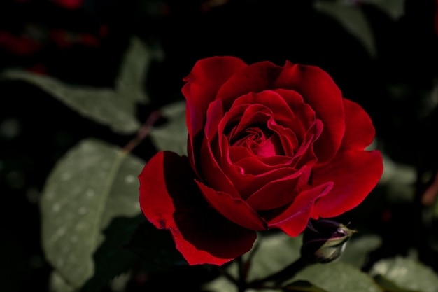 Beautiful fresh roses in close up view