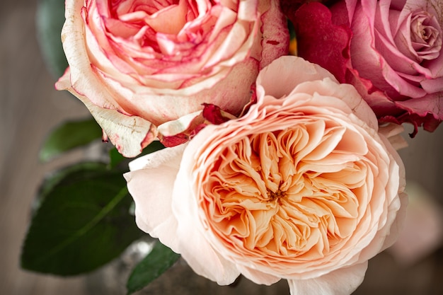 Beautiful fresh roses of different colors close up