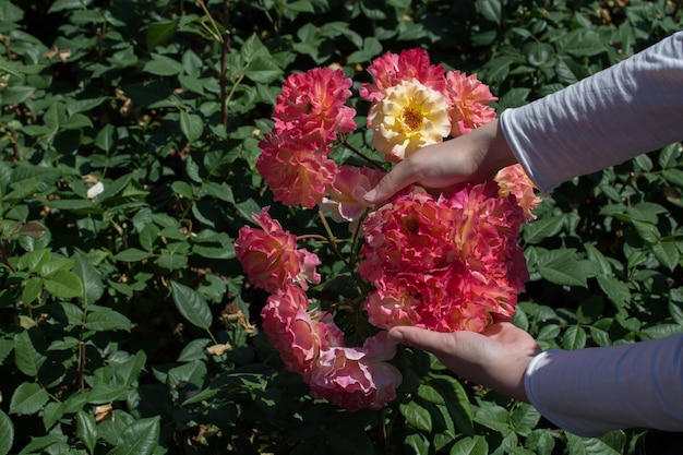 Beautiful fresh roses in hand