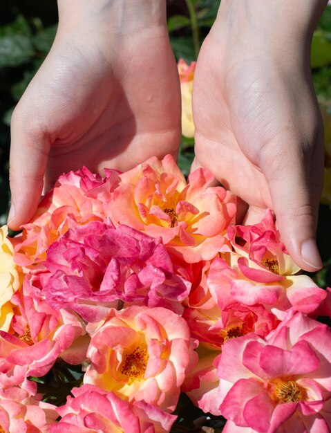 Beautiful fresh roses in hand