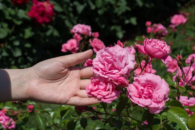 Beautiful fresh roses in hand