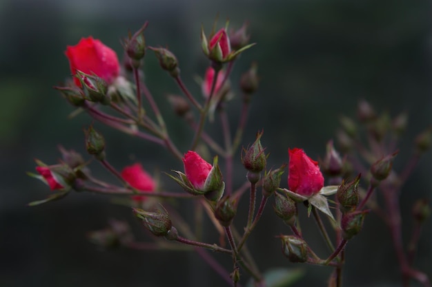 自然の中で美しい新鮮なバラ。自然な背景、庭の茂みに大きなバラの花序。