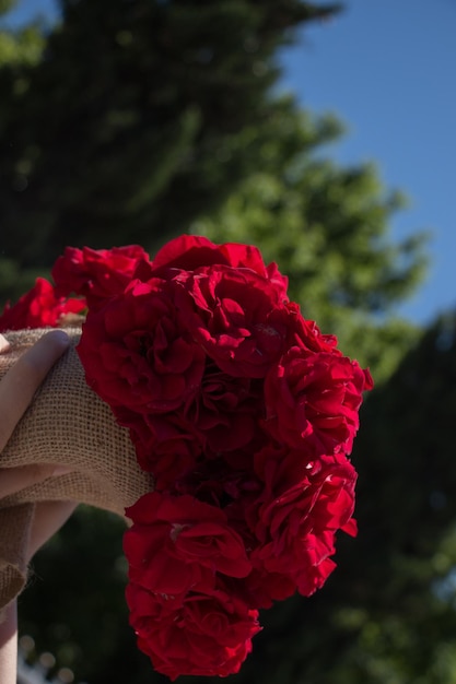 Beautiful fresh roses wrapped with canvas in hand