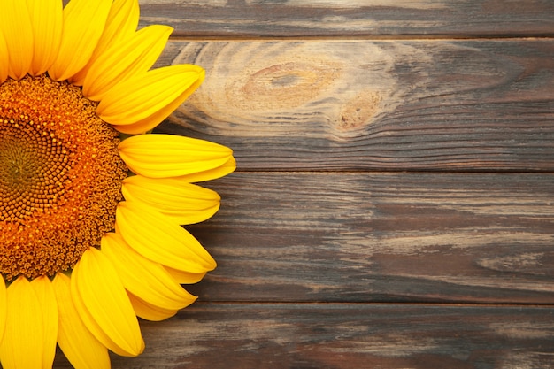 Beautiful fresh sunflower on brown background. Flat lay, top view, copy space. Autumn or summer Concept, harvest time, agriculture. Sunflower natural background.