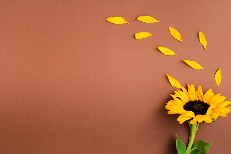 茶色の背景に別々の花びらを持つ美しい新鮮なヒマワリ