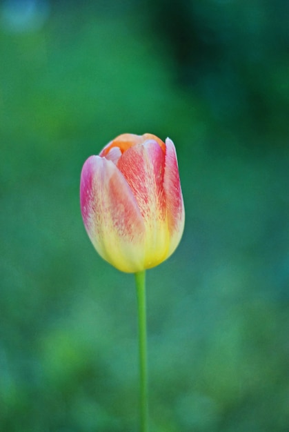 Beautiful fresh tulip bud isolated on green background.