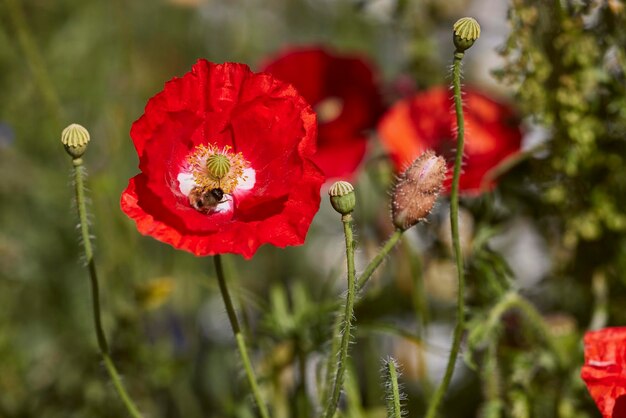 Beautiful fresh wild flowers on a field