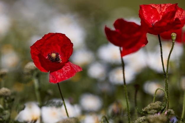 Beautiful fresh wild flowers on a field