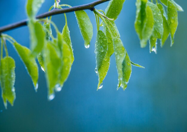 Beautiful fresh wild pear tree leaves after the spring rain