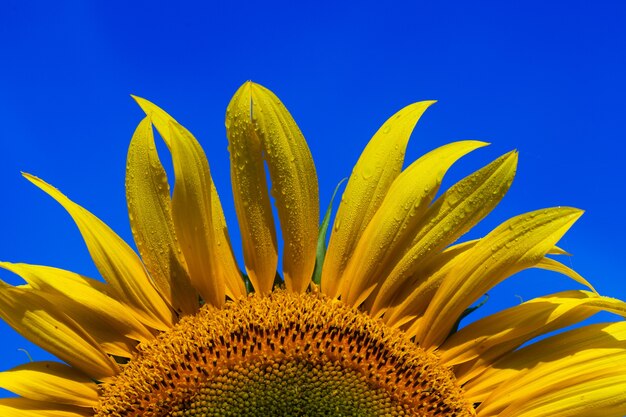 Beautiful fresh yellow sunflower macro shooting. Sunflower blooming Close-up