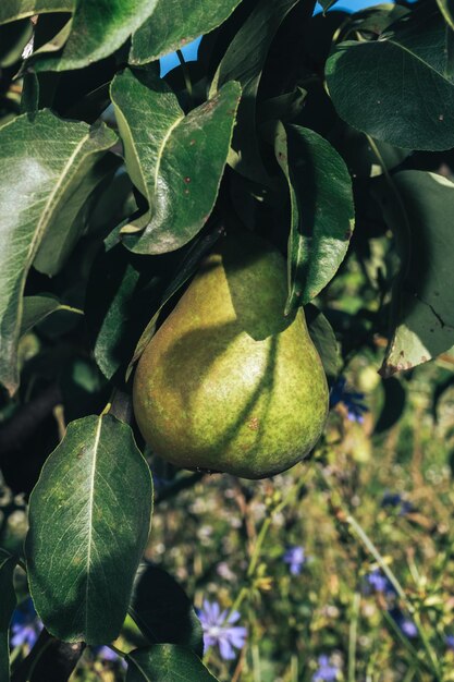 Beautiful fresh young green pears growing on a tree background