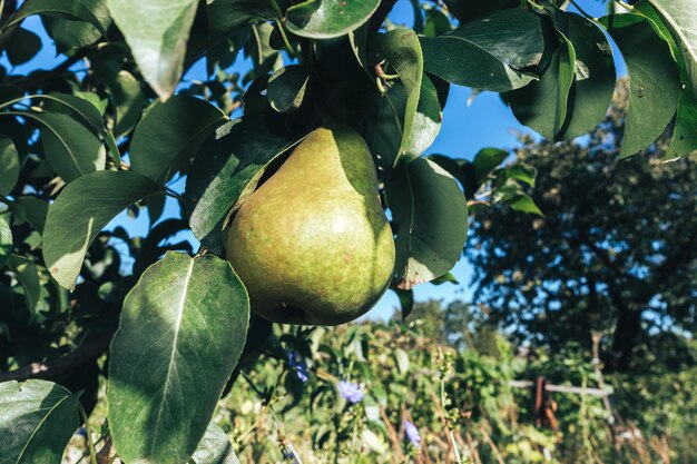 Beautiful fresh young green pears growing on a tree background