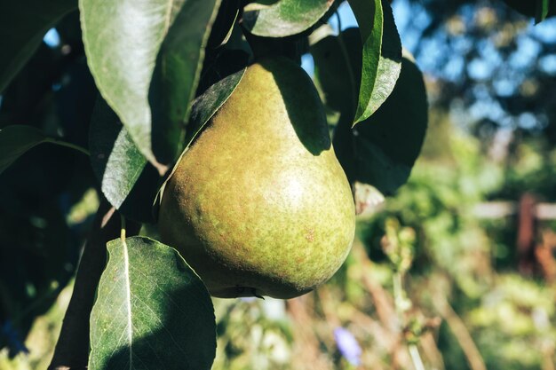 Beautiful fresh young green pears growing on a tree background