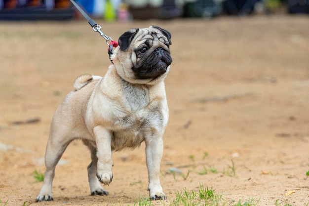 A beautiful friendly Pug running at a dog show