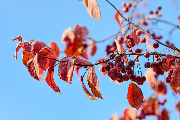 Фото Красивая морозная ветвь с зрелыми красными ягодами и красными листьями