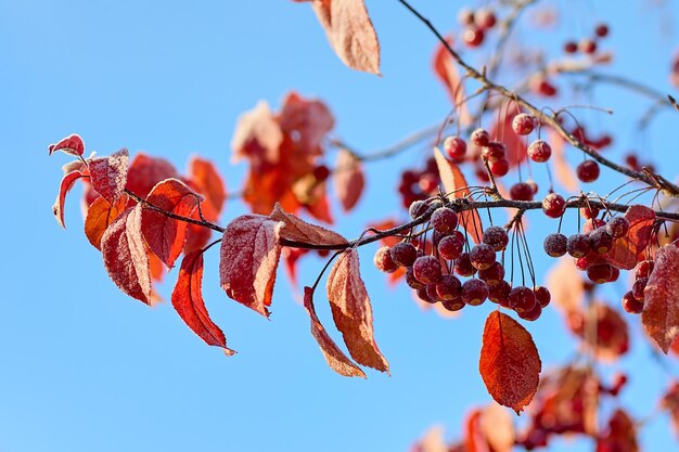 Foto bel ramo di ghiaccio con bacche rosse mature e foglie rosse