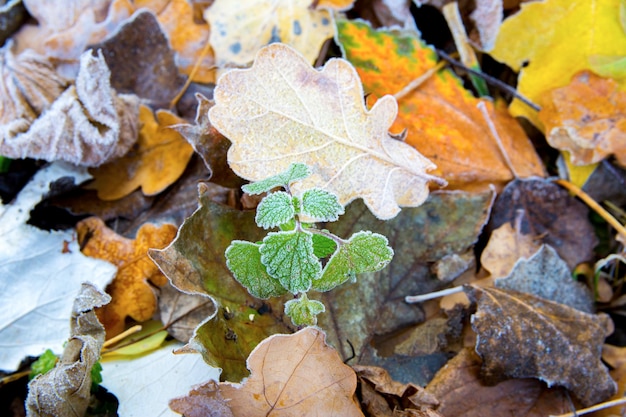 Beautiful Frozen oak leafs on frozen grass close up. Hoarfrost on withered leaves. First autumn freezing.