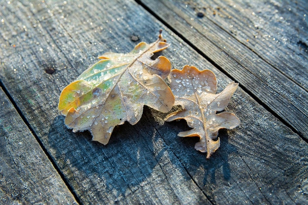 Beautiful Frozen oak leafs on wooden background close up. Hoarfrost on withered leaves. First autumn freezing.