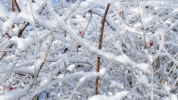 Beautiful frozen viburnum branches on the street