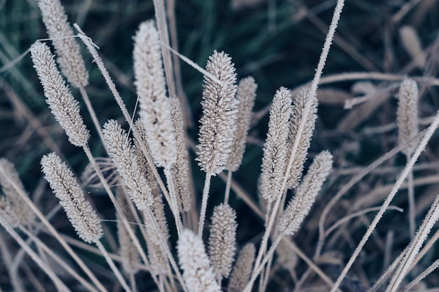 Beautiful frozen wild grass of a wild greater Nature background pattern texture for design