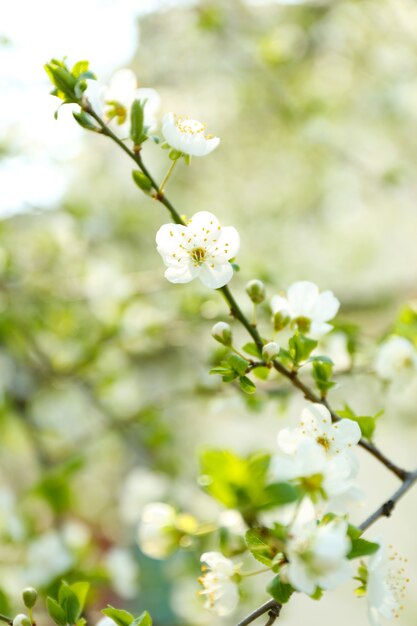 屋外の美しい果物の花