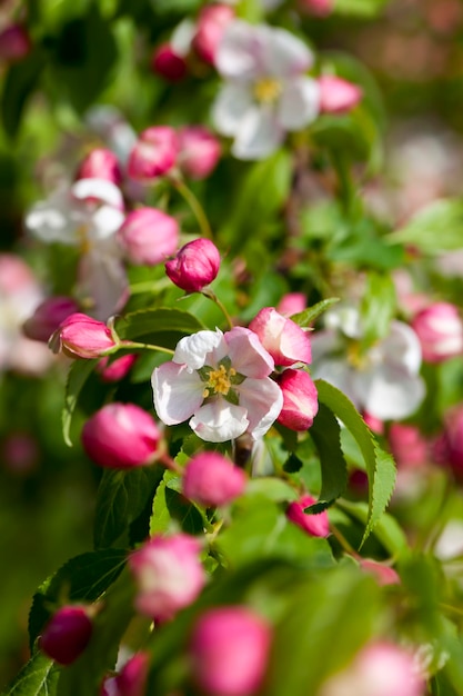 Bellissimo albero da frutto in fiore con fiori rossi